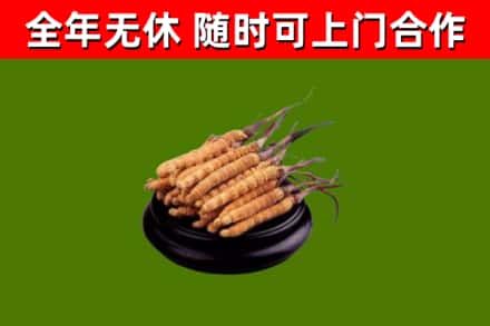 广州市烟酒回收冬虫夏草.jpg