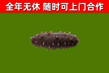 广州市烟酒回收干海参.jpg